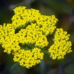 Yarrow, a natural ingredient of Protetox